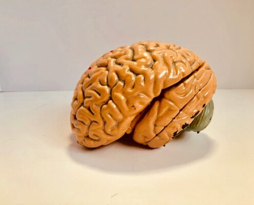 Model of a human brain symbolizing the neuroscience behind cultivating a coaching mindset for personal growth and transformation.